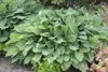 Hosta x fortunei 'Stenantha', Funkie, grün, ca. 11x11 cm Produktbild-Vorschau 5