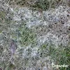 Leaf Diseases Blattkrankheiten-Konzentrat - 500 ml für 500 Produktbild-Vorschau 4