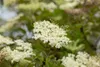 Sambucus nigra 'Laciniata', Schwarzer Holunder, Produktbild-Vorschau 2
