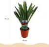 Green boutiQ - Zimmerpflanze - Cycas revoluta - Palmfarn - Produktbild-Vorschau 3