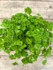 Enseleits Petersilie Petroselinum crispum, frische Kräuter Produktbild-Vorschau 3