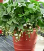 BALDUR Garten 4er Weiße Ananas-Erdbeere 'Natural White®', Produktbild-Vorschau 3