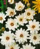 Blaue Rasselblume, im Topf - Catananche caerulea Produktbild-Vorschau 3