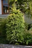 Larix kaempferi, Japanische Lärche, 80–100 cm Produktbild-Vorschau 6