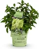 Hydrangea panniculata Groundbreaker Greeny - Plum Hydrangea Voir les images du produit 2