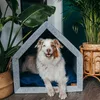 Rexproduct - PetHome Hundehütte mit Liegefläche und Dach Produktbild-Vorschau 3