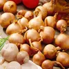 Steckzwiebeln Stuttgarter Riesen (500 gr) - Produktbild-Vorschau 3