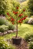 Zwergnektarine Prunus persica nucipersica Stämmchen 100–120 Produktbild-Vorschau 1