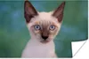 MuchoWow® Poster Nahaufnahme einer Siamkatze 30x20 cm - Produktbild-Vorschau 1