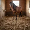 A brown horse stands in a stable stall filled with wood shavings. Anteprima dell’immagine prodotto