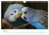 Wellensittiche - der NEUE Kalender (Wandkalender 2027 DIN Produktbild-Vorschau 6