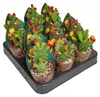 Opuntia quitensis - blühfreudiger Ohrenkaktus - Rarität - Produktbild-Vorschau 3