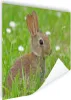 MuchoWow® Poster Kaninchen - Blumen - Gras 160x120 cm - Produktbild-Vorschau 1
