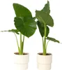 Alokasie - 2 Stk - Alocasia 'Odora' - Höhe 55-75cm - ⌀17cm Produktbild-Vorschau 5