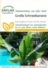 Artikelbild 1 von 'Große Schneebanane' aus der Kategorie Bananensamen Produktbild-Vorschau