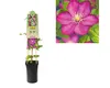 Plamének FloraSelf Clematis hybrid 'Ville de Lyon' 50-70 cm Náhled obrázku produktu 2