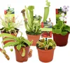 Starter-Set für fleischfressende Pflanzen – 5 Pflanzen Produktbild-Vorschau 1
