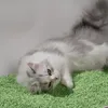 Lettiera per gatti Leo - Tè verde Anteprima dell’immagine prodotto 4