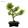 Bonsai Ostrokrzew karbowany - Ilex w doniczce 15 cm Podgląd zdjęcia produktu 3