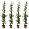Four potted climbing plants with white flowers against a white background. Anteprima dell’immagine prodotto