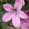 6er-Set - Campanula Ambella Pink - Glockenblume - Produktbild-Vorschau 4