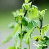 Leaf Insects Blattinsekten Kapseln – 36 Stück- Organifer Produktbild-Vorschau 5