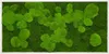 Moosbild 110x55cm 50% Flachmoos/ 50%Kugelmoos (weiß) Produktbild-Vorschau 1