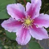 A close-up of a pink and white clematis flower with a yellow center. Produktbild-Vorschau