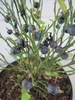 Vaccinium myrtillus - Heimische Blaubeere - Wilde Blaubeere Produktbild-Vorschau 2