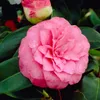 A close-up of a pink camellia flower with water droplets on its petals, surrounded by green leaves. Produktbild-Vorschau
