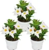 Dipladenia - Gelsomino del Cile - vaso da 10cm - set di 3 Anteprima dell’immagine prodotto 3