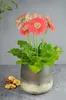 Blumenvase Barbara Tischvase Glasvase Dekovase Vase Produktbild-Vorschau 7
