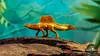 Jurassic World Captivz Rebirth, 3 rok/roky, Různé barvy Náhled obrázku produktu 19