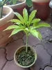 Aronstab (Amorphophallus lambii)  - 1 gekeimter Samen Produktbild-Vorschau 3