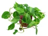 Gardners Philodendron scandens, priemer 12 cm Náhľad obrázku produktu 2