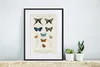 MuchoWow® MuchoWow® Gerahmtes Poster Schmetterling - Produktbild-Vorschau 6