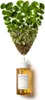 Skin1004 Madagascar, Ampoule, Facial Serum, 100% Centella Produktbild-Vorschau 5