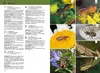 Der KOSMOS Insektenführer Produktbild-Vorschau 4
