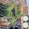 Bloomique - 2er Set - Chamaerops Humilis - Europäische Produktbild-Vorschau 2