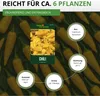 Chili Lemon Drop - Capsicum baccatum - Chilisamen - scharfe Produktbild-Vorschau 4