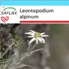 SAFLAX Dárková sada - Protěž - Leontopodium alpinum - 500 Náhled obrázku produktu 9