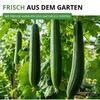 Schwammgurke Luffa Samen - Luffa cylindrica - Gurkesamen - Produktbild-Vorschau 7