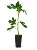 Vijgenboom 'Brown Turkey', circa 30 cm – Ficus carica, Productafbeelding-voorbeeld 4