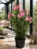 Nerium Oleander, 'Salmone Semplice', ongeveer 80 cm hoog – Productafbeelding-voorbeeld 3