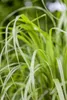 Diamantgras, im Topf - Calamagrostis brachytricha Produktbild-Vorschau 1
