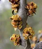 Olivello Spinoso Hikul Maschio 2L Anteprima dell’immagine prodotto 1