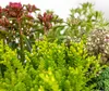 Bloomique - 6er-Mix - Steingartenpflanzen-Mix - Produktbild-Vorschau 4