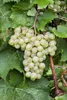 A close-up view of a bunch of white grapes hanging from a vine, surrounded by green leaves. Produktbild-Vorschau