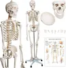 Jago® Menschliches Anatomie Skelett 181.5 cm - inkl. Produktbild-Vorschau 5