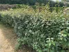 Stauden Gänge 10 x Elaeagnus ebbingei - Wintergrüne Ölweide Produktbild-Vorschau 2